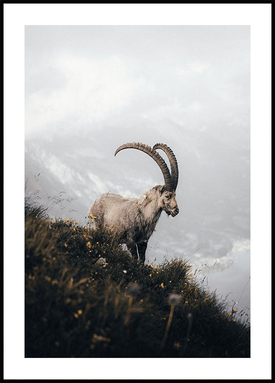 Alpine Ibex Poster - Posterbox.dk