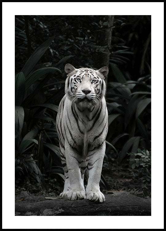 White Tiger Poster - Posterbox.dk