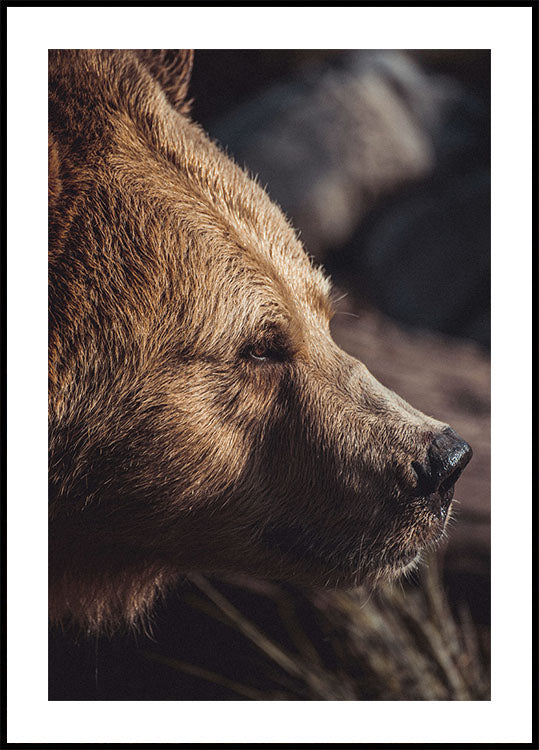 Bear in Profile Poster - Posterbox.dk