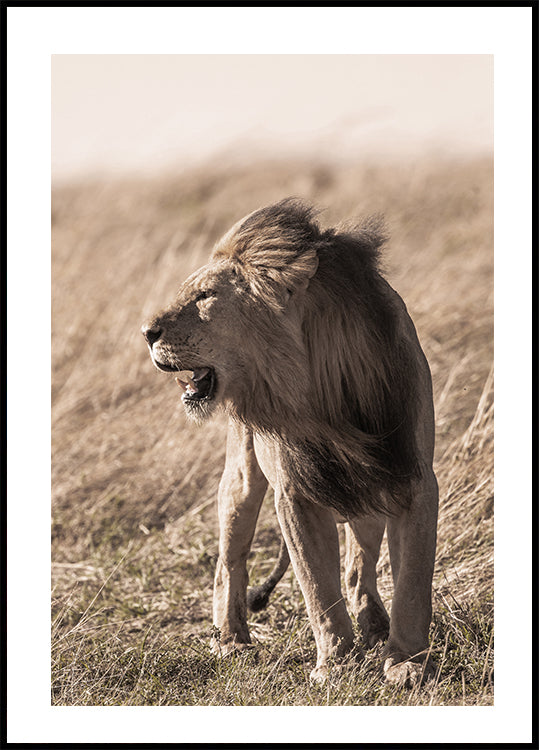 Lion In Profile Poster - Posterbox.dk