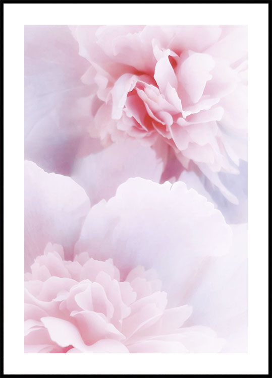 Pink Peonies Poster - Posterbox.dk