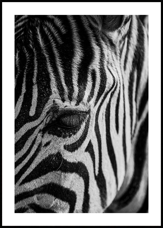 Zebra Eye Poster - Posterbox.dk