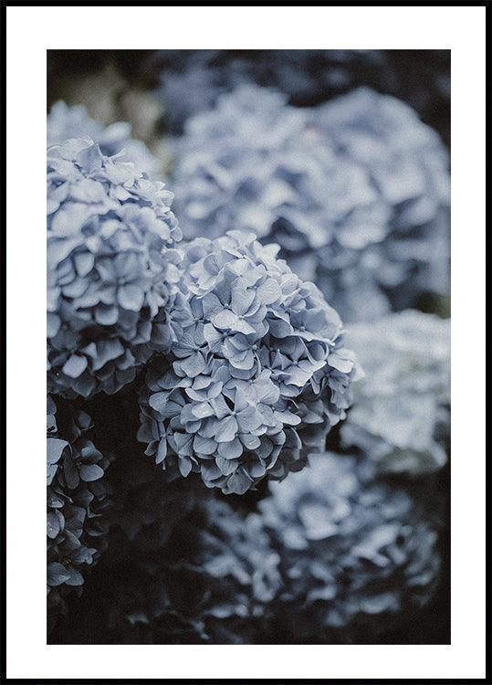 Blue Hydrangea Poster - Posterbox.dk