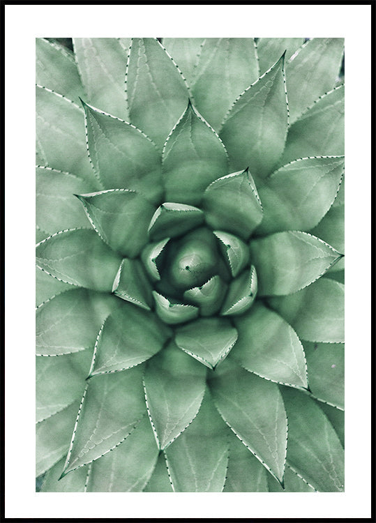 Green Succulent Plant Design Poster - Posterbox.dk