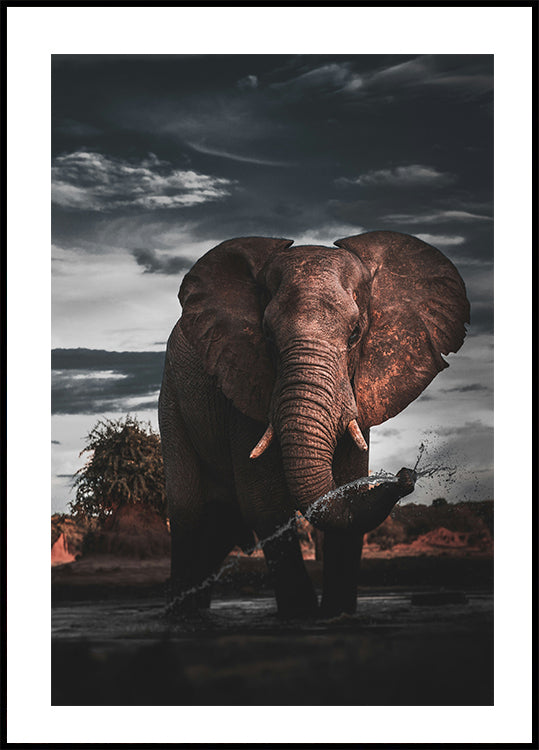 African Elephant Poster - Posterbox.dk