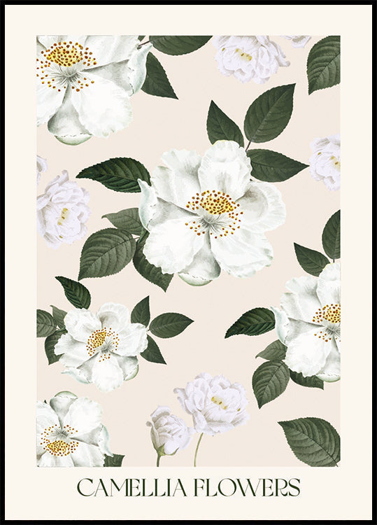 Camellia Flowers Poster - Posterbox.dk