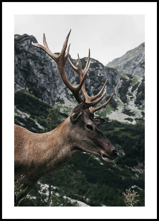 Deer in Profile Poster - Posterbox.dk