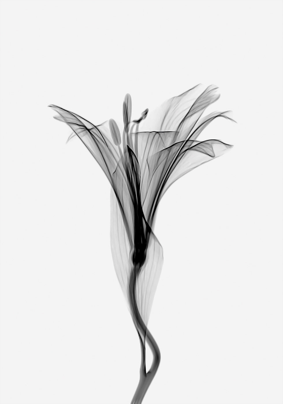 Graceful Lily Poster - Posterbox.dk