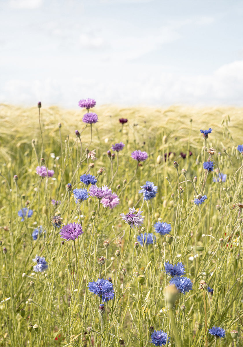 All the Wildflowers (NEW) - Posterbox