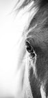 Horse Eye Poster - Posterbox.dk