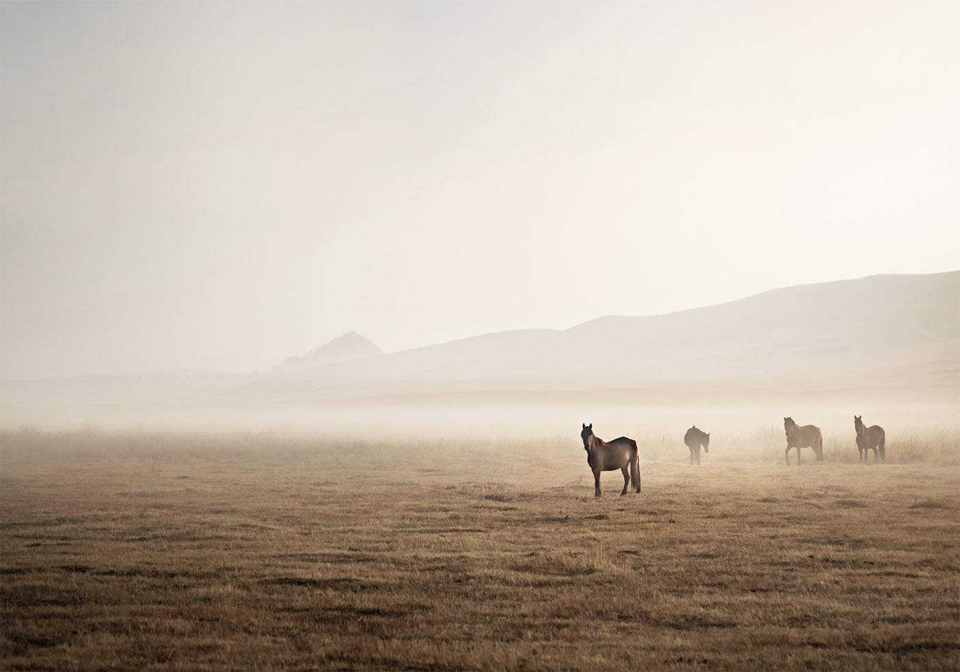 Horses in The Fog Poster - Posterbox.dk
