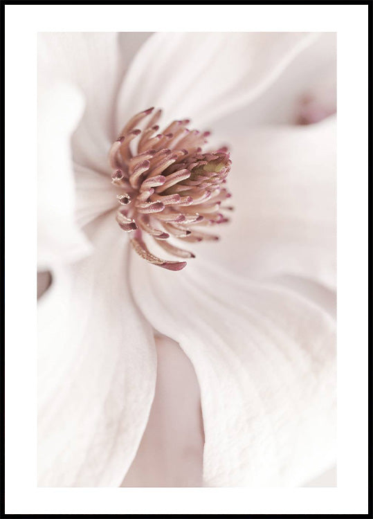 Beige Magnolia Poster - Posterbox.no