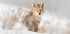 Coyote sitting on the snow Plakat - Posterbox