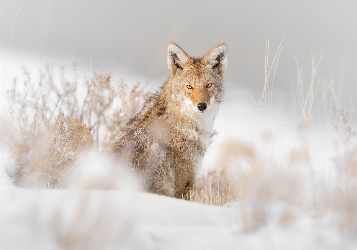 Coyote sitting on the snow Plakat - Posterbox