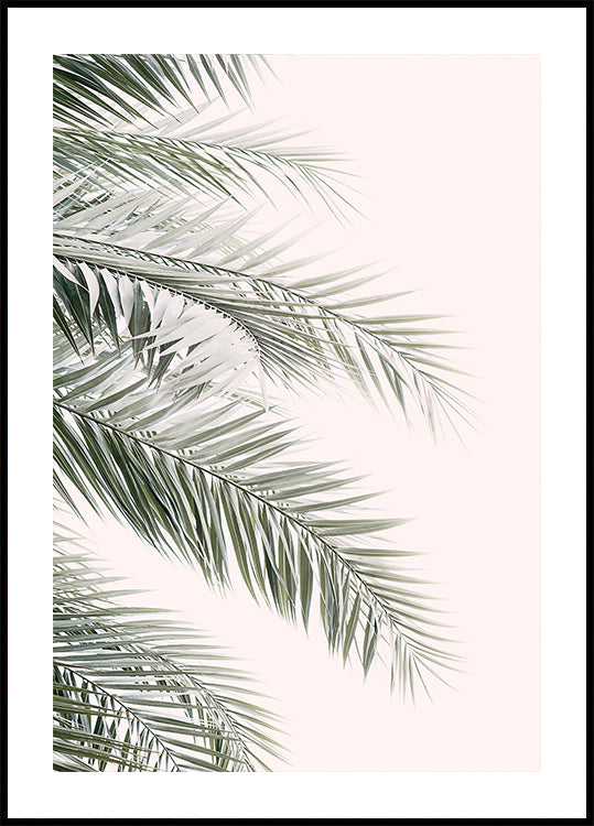 Blush Palm Leaves Plakat - Posterbox
