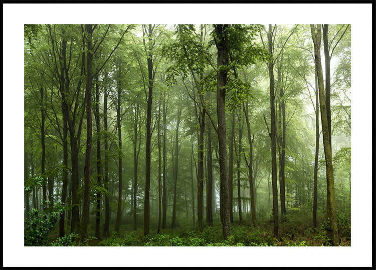 Forest... - Posterbox