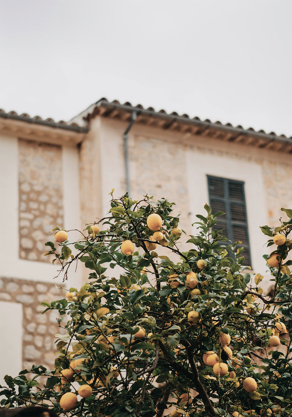 Lemons Poster - Posterbox.dk