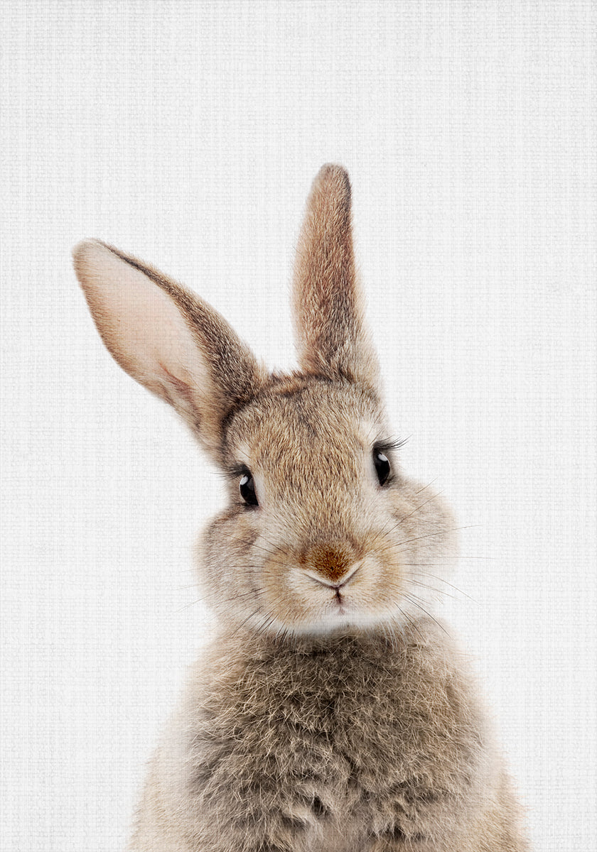 Peekaboo Bunny Plakat - Posterbox