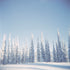Winter Pines Plakat - Posterbox