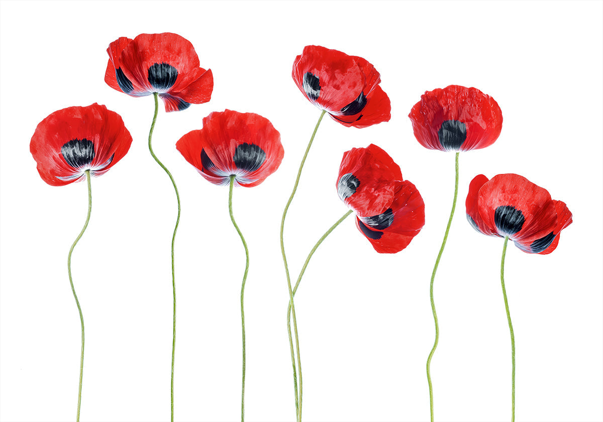 Ladybird Poppies Plakat - Posterbox