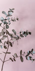 Eucalyptus 12 - Posterbox