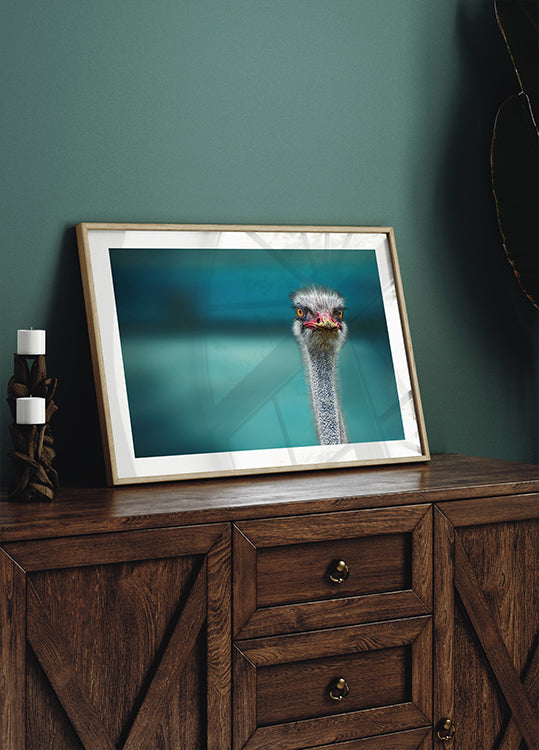 Ostrich Protecting two Poor Chickens from the Wind