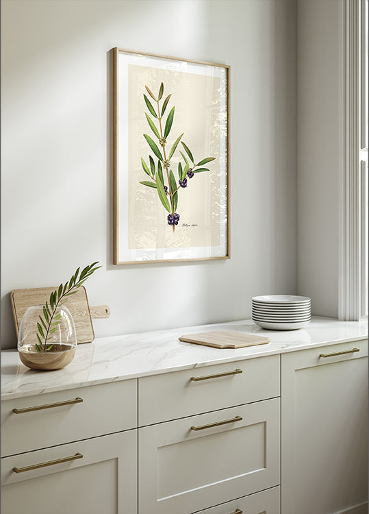 Botany Phillyrea Latifolia Poster