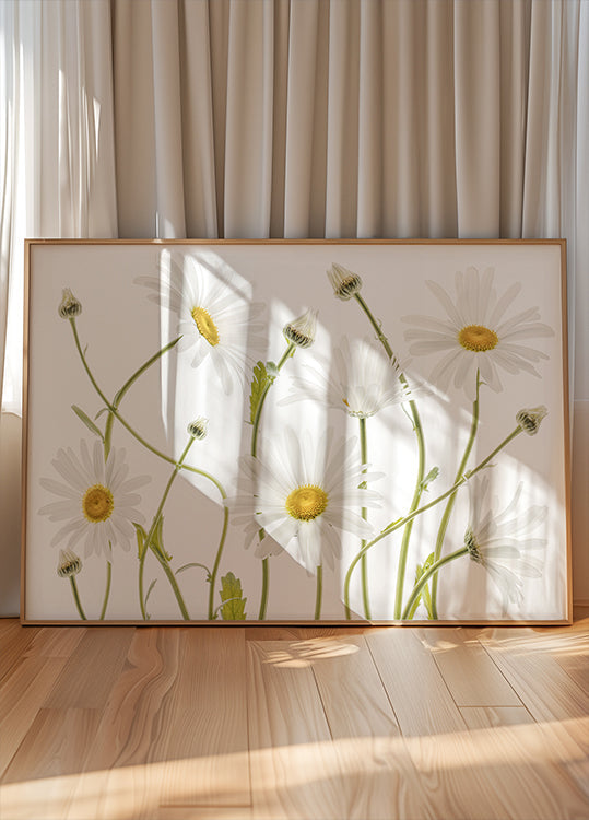 Ox eye Daisies Poster