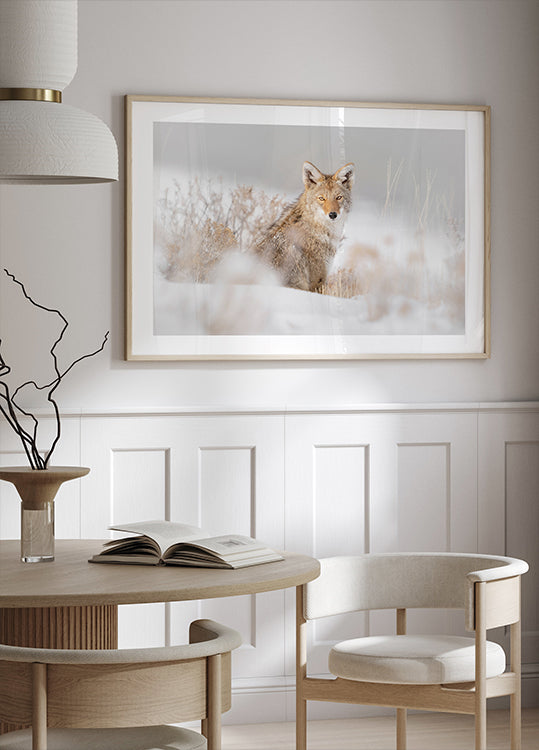 Coyote sitting on the snow Poster