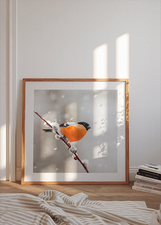 Bullfinch in a snowstorm Posters