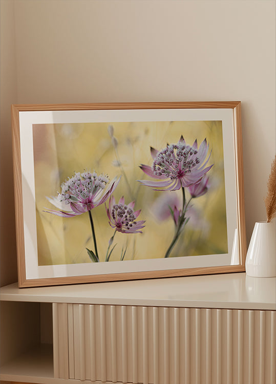 Astrantia Major Poster