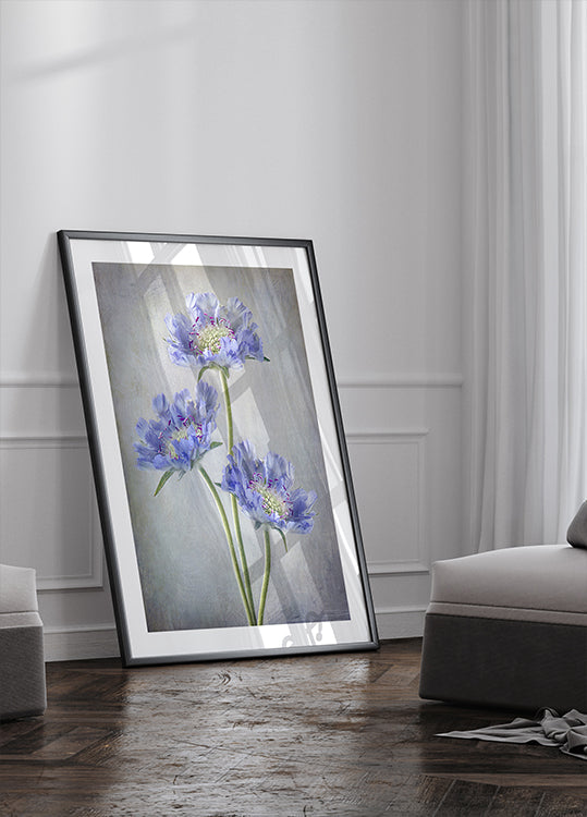 Scabiosa Poster