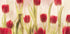 Happy tulips (NEW) - Posterbox