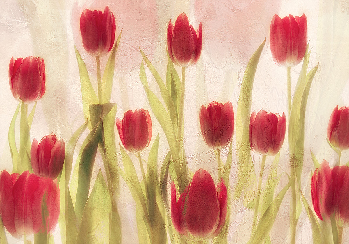 Happy tulips (NEW) - Posterbox