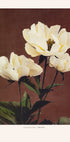 Hærdaceous Peony (NEW) - Posterbox