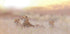 Cheetah Family Plakat - Posterbox