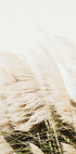 Pampas Grass Poster - Posterbox.dk