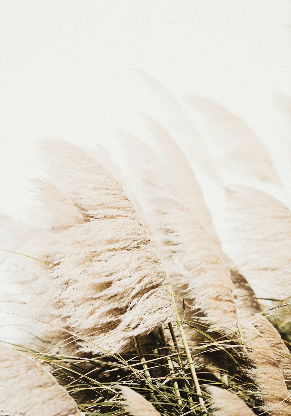Pampas Grass Poster - Posterbox.dk