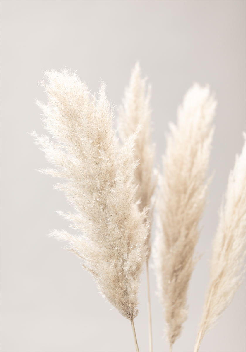 Pampas Grass Grey 02 Plakat - Posterbox