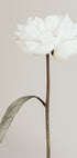 Peony 07 Plakat - Posterbox