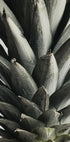 Pineapple close up Plakat - Posterbox