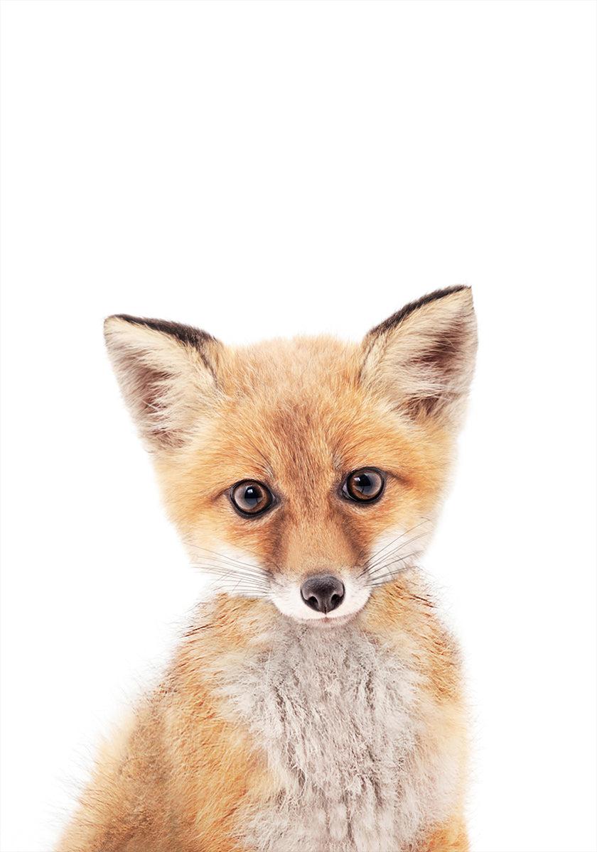 Baby Fox Poster