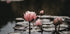 Pink Lotus Flowers Poster - Posterbox.dk
