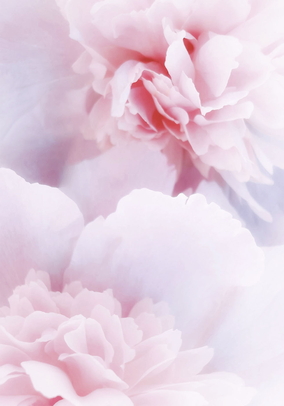 Pink Peonies Poster - Posterbox.dk