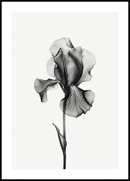 Abstract Iris Poster - Posterbox.dk