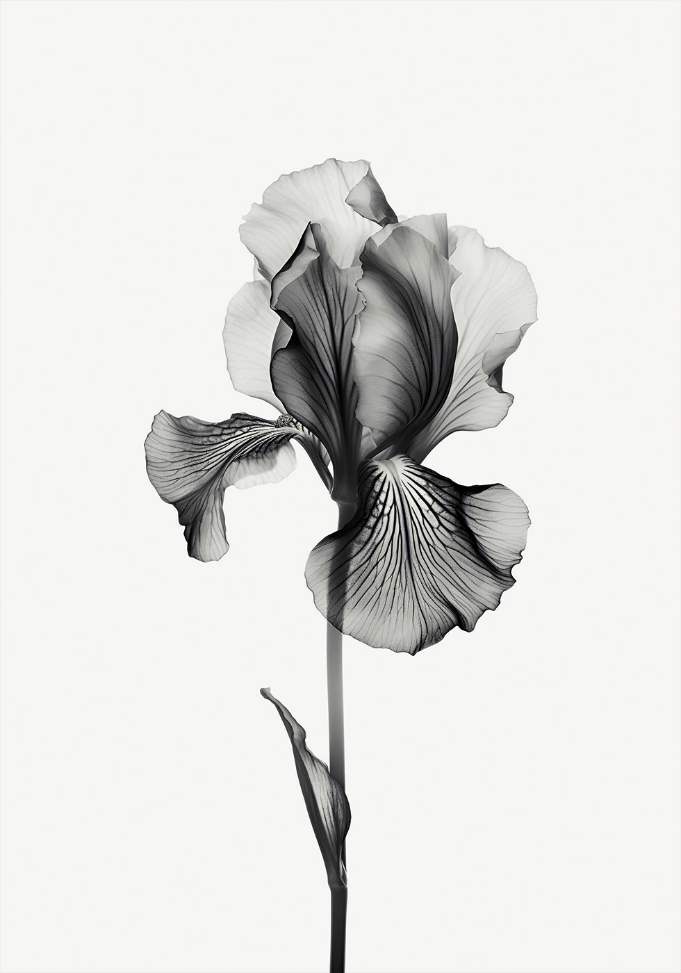 Abstract Iris Poster - Posterbox.dk