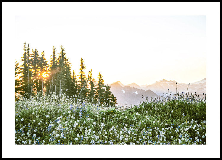 Alpine Dawn, Wildflowers and Forest Sunrise Poster - Posterbox.dk