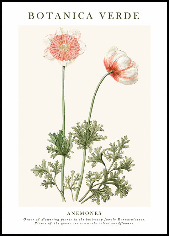 Anemones Poster - Posterbox.dk