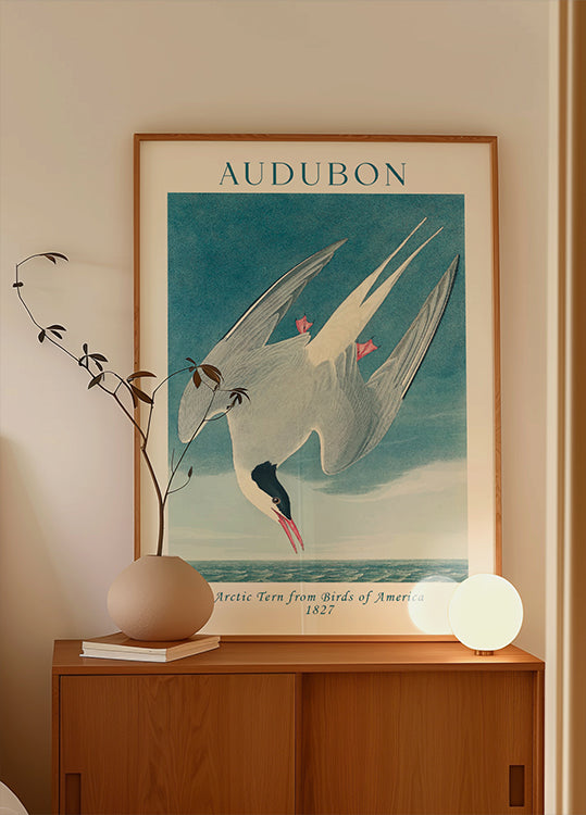 Arctic Tern from Birds of America Audubon Poster - Posterbox.dk