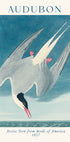 Arctic Tern from Birds of America Audubon Poster - Posterbox.dk